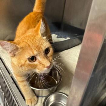 Maxwell -  Domestic Short Hair Cat for Adoption in Edwardsville, Illinois - Maxwell | PetCurious