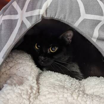 Rescue Domestic Short Hair Cats for Adoption in Salt Lake City, Utah - Natasha | PetCurious