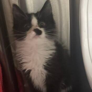 Mercedes -  Domestic Long Hair Cat for Adoption in Las Vegas, Nevada - Mercedes | PetCurious