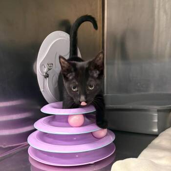Dancing Queen -  Domestic Short Hair Cat for Adoption in Spokane, Washington - Dancing Queen | PetCurious
