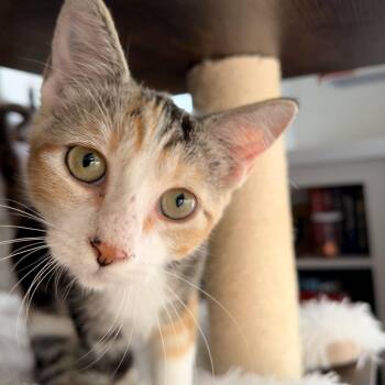 Susie -  Domestic Short Hair Cat for Adoption in Fort Worth, Texas - Susie | PetCurious