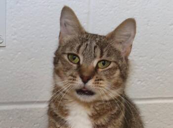 Maple -  Tabby Cat for Adoption in Euclid, Ohio - Maple | PetCurious