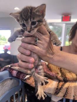 Cairo -  Domestic Short Hair Cat for Adoption in Daytona Beach, Florida - Cairo | PetCurious
