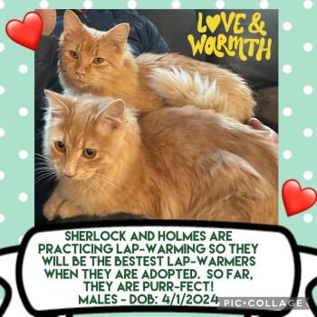 Rescue Tabby Cats for Adoption in Anchorage, Alaska - Sherlock And Holmes | PetCurious