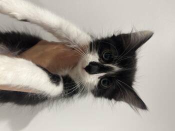 Rescue Domestic Long Hair Cats for Adoption in Santa Ana, California - Gomez | PetCurious