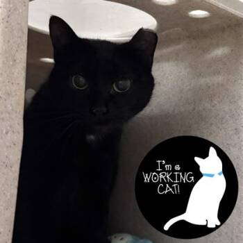 Spice -  Domestic Short Hair Cat Available for Adoption in Janesville, Wisconsin - Spice | PetCurious