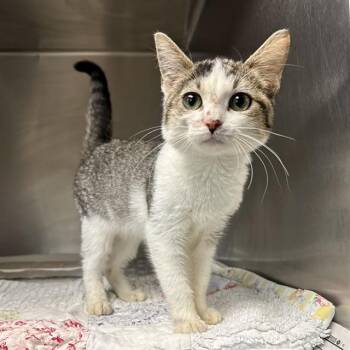 CELESTE -  Domestic Short Hair Cat for Adoption in Riverside, California - CELESTE | PetCurious