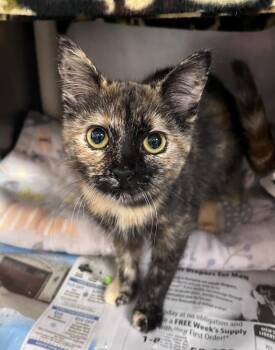 Buffalo Chicken Dip -  Domestic Short Hair Cat for Adoption in Cincinnati, Ohio - Buffalo Chicken Dip | PetCurious