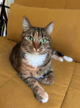 Rescue Tabby and Domestic Short Hair Cats for Adoption in Hillsboro, Oregon - PIPPA - Offered By Owner - Single Cat | PetCurious
