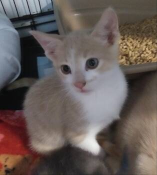 Morris -  Domestic Short Hair Cat for Adoption in PORT WENTWRTH, Georgia - Morris | PetCurious