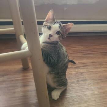 Titan Arum -  Domestic Short Hair Cat for Adoption in Columbia, Missouri - Titan Arum | PetCurious
