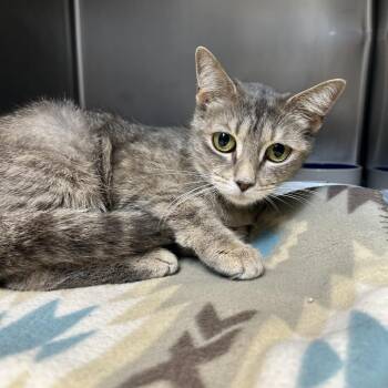 Domestic Short Hair Cats Available for Adoption in Newport, North Carolina - ZaZa | PetCurious