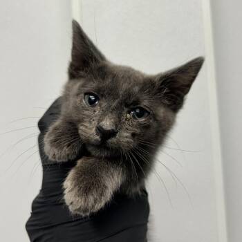 Pillsbury Dough Boy -  Domestic Short Hair Cat Available for Adoption in Abilene, Texas - Pillsbury Dough Boy | PetCurious