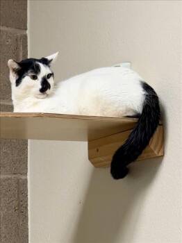 MADONNA -  Domestic Short Hair Cat for Adoption in Las Vegas, Nevada - MADONNA | PetCurious