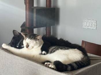 Rescue Turkish Van and Tabby Cats for Adoption in Wimauma, Florida - Anakin (&Jabba) | PetCurious