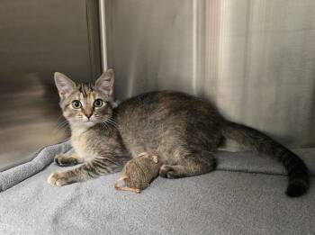 Rescue Domestic Short Hair Cats for Adoption in Dickson, Tennessee - Cobweb | PetCurious