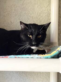 Domestic Short Hair Cats Available for Adoption in Boise, Idaho - Gideon | PetCurious