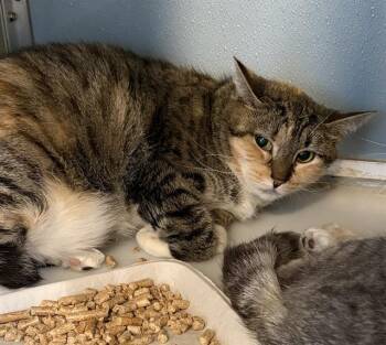 PRECIOUS -  Domestic Short Hair Cat for Adoption in Westminster, Maryland - PRECIOUS | PetCurious