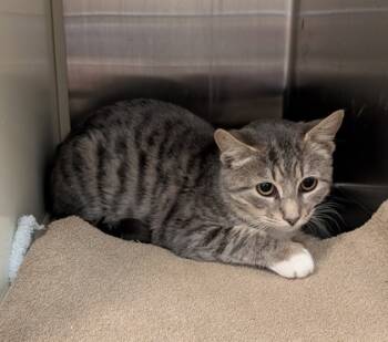 Rescue Domestic Short Hair Cats for Adoption in Aiken, South Carolina - Scanner 60726 | PetCurious