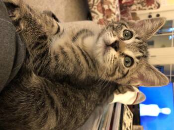 Peanut -  Domestic Short Hair Cat for Adoption in Renton, Washington - Peanut | PetCurious