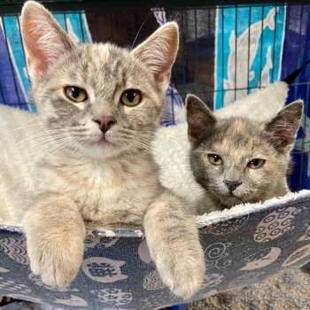 Opal (bonded with Topaz) -  Domestic Short Hair Cat for Adoption in Santa Rosa, California - Opal (bonded With Topaz) | PetCurious