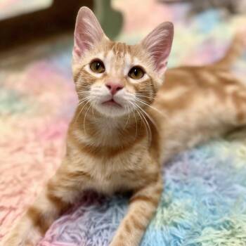 Manly -  Domestic Short Hair Cat for Adoption in Prosper, Texas - Manly | PetCurious