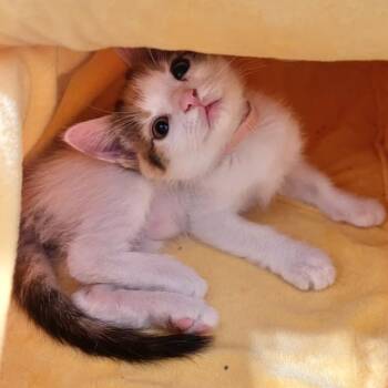 Royale 29 -  Domestic Short Hair Cat for Adoption in Austin, Texas - Royale 29 | PetCurious