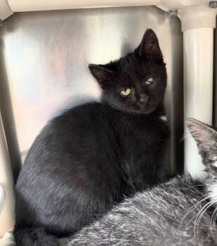 David Meowie -  Domestic Short Hair Cat for Adoption in Pomona, New York - David Meowie | PetCurious