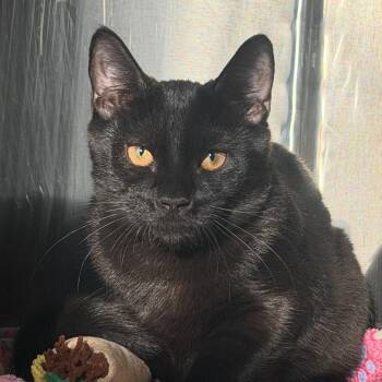 Toast -  Domestic Short Hair Cat for Adoption in Las Vegas, Nevada - Toast | PetCurious