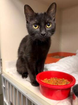 Primrose -  Domestic Short Hair Cat Available for Adoption in Pottsville, Pennsylvania - Primrose | PetCurious