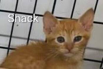 Shack -  Domestic Short Hair Cat for Adoption in Mears, Michigan - Shack | PetCurious