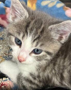 Count -  Domestic Short Hair Cat for Adoption in Hartsville, South Carolina - Count | PetCurious