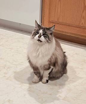 Rescue Domestic Long Hair Cats for Adoption in Dorr, Michigan - Dakota | PetCurious