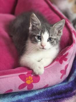 Mylo     KK -  Domestic Short Hair Cat for Adoption in Metamora, Illinois - Mylo     KK | PetCurious