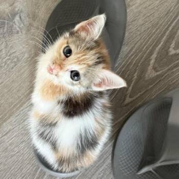 Birdie -  Domestic Short Hair Cat for Adoption in Biltmore Forest, North Carolina - Birdie | PetCurious