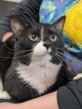 Domestic Short Hair Cats Available for Adoption in Canfield, Ohio - PHANTOM | PetCurious