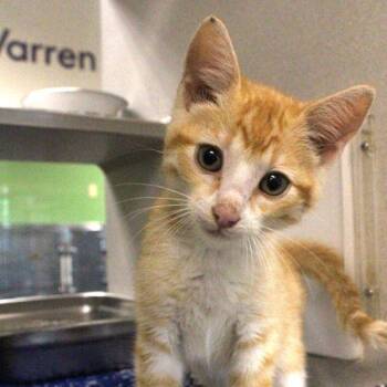 Kevin -  Domestic Short Hair Cat for Adoption in Des Moines, Iowa - Kevin | PetCurious