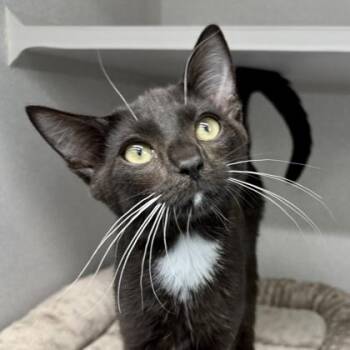 Grinch -  Domestic Short Hair Cat for Adoption in Atlanta, Georgia - Grinch | PetCurious