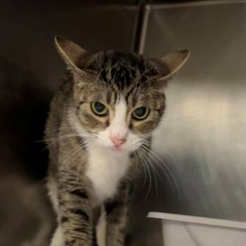 Domestic Short Hair Cats Available for Adoption in New York, New York - Amelia | PetCurious