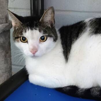 Domestic Short Hair Cats Available for Adoption in Enterprise, Alabama - Pepe | PetCurious