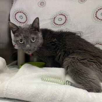 Sade -  Domestic Short Hair Cat for Adoption in Philadelphia, Pennsylvania - Sade | PetCurious