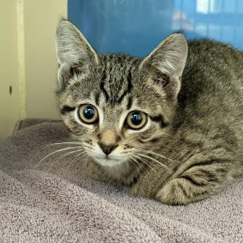 BK -  Domestic Short Hair Cat for Adoption in Aldie, Virginia - BK | PetCurious