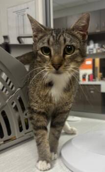 Monica -  Domestic Short Hair Cat for Adoption in Greenfield, Indiana - Monica | PetCurious