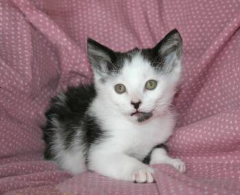 Domestic Short Hair Cats Available for Adoption - Sherman | PetCurious