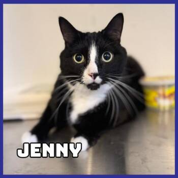 Jenny -  Domestic Short Hair Cat for Adoption in Glenwood, Minnesota - Jenny | PetCurious