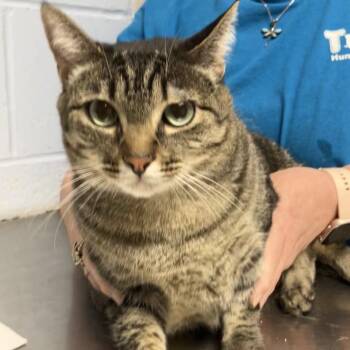 Harriet The Spy -  Domestic Short Hair Cat for Adoption in Dekalb, Illinois - Harriet The Spy | PetCurious