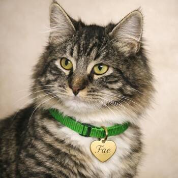 Fae -  Domestic Long Hair Cat for Adoption in Hannibal, Missouri - Fae | PetCurious
