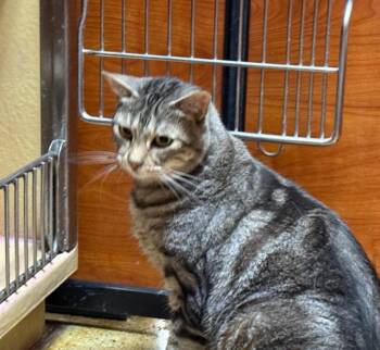 Rescue Tabby Cats for Adoption in Tustin, California - Milo | PetCurious