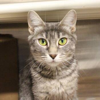 Alice -  Domestic Short Hair Cat for Adoption in Des Moines, Iowa - Alice | PetCurious