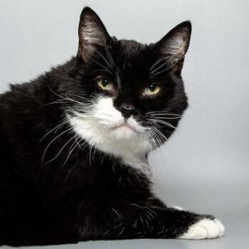 Domestic Short Hair Cats Available for Adoption in Longmont, Colorado - Gizmo | PetCurious